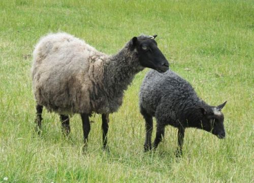 ma and lamb