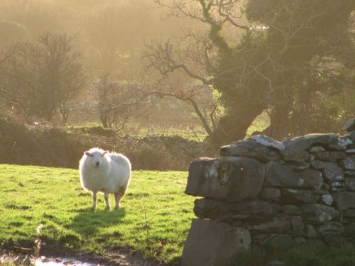 sunny sheep