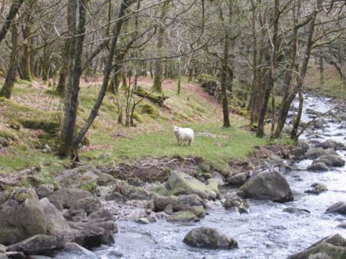 sheep stream
